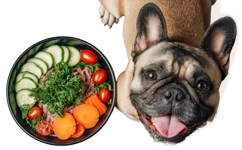 Happy French Bulldog with a bowl of fresh, healthy food